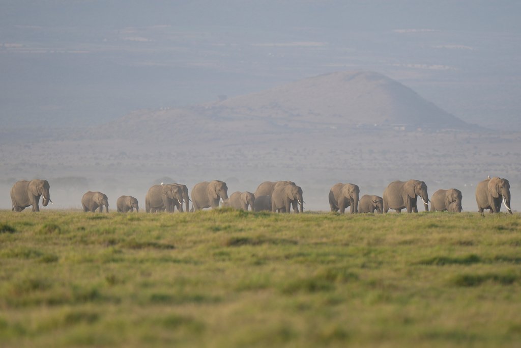 Mystiske elefantdødsfall etterforskes i Kenya