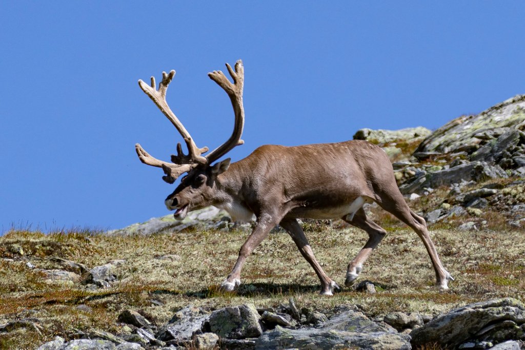 Villreinen stoppes av stier og veier i Rondane